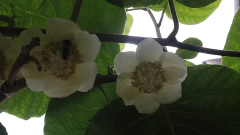 A bee in kiwi tree flowers Stock Footage 241440943