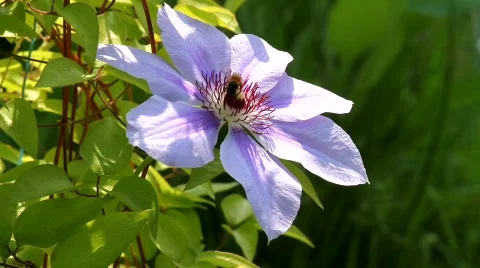 Bee on klimatise Stock Footage 861991