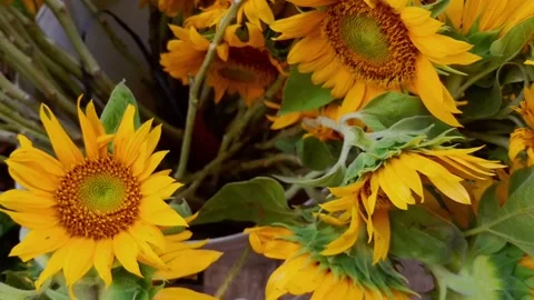 Bee landed on Common Sunflower. Video stock 270886898