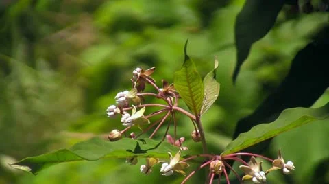 Bee Landing on and Pollinating Flower Video stock 12636331