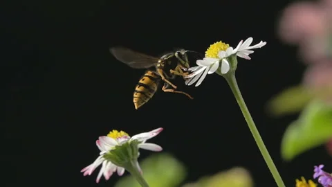 Bee landing on daisy flower. Stock Footage 164109719