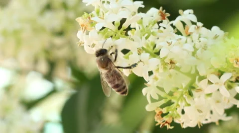 Bee Landing on Flower Stock Footage 51015699