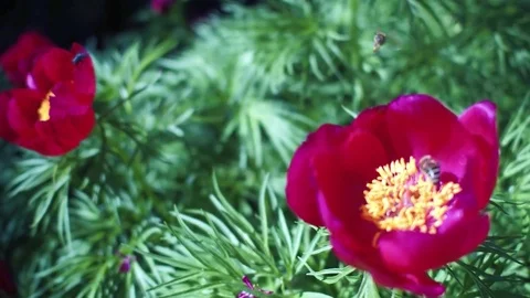 Bee landing on a flower Stock Footage 77720405