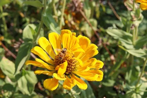Bee landing on flower Stock Photos