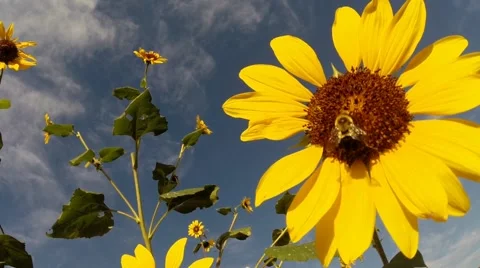 Bee landing Stock Footage 42158506