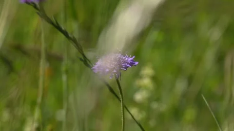 Bee Landing, Foraging, and Taking Flight from Scabiosa - 4K Macro Stockbeeldmateriaal 335832068