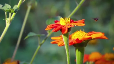 Bee landing in a sunflower Stock Footage 135739656