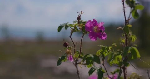 Bee Landing on Wildflower Stock Footage 235003900