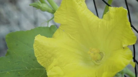 Bee Lands and Pollinates Yellow Squash Flower on Vine (Waltham Butternut Squash) Video stock 91219535