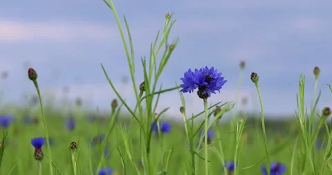 A bee lands on a blue flower. Cornflower close-up in the field during the day Stock Footage 242177827