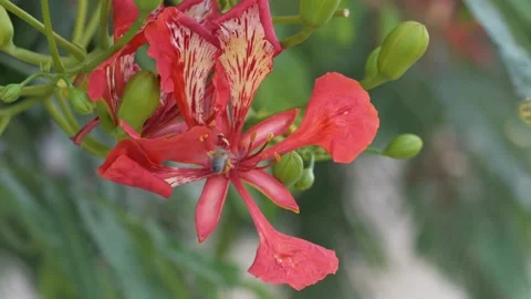 Bee lands on Delonix regia bloom during pollination, with flame tree flowers Stock Footage 345652714