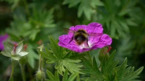 Bee lands on flower, slow motion Stock Footage 76296107