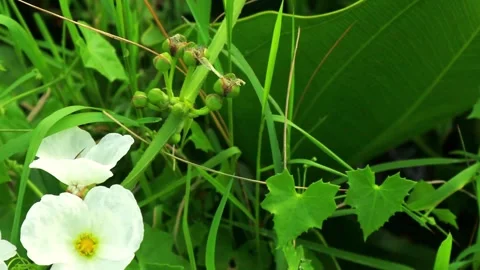 A bee that lands on a jasmine flower to suck its juice Stock Footage 242569569