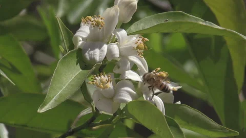 A bee lands on an orange blossom in spring and then fly away Stock Footage 169026765