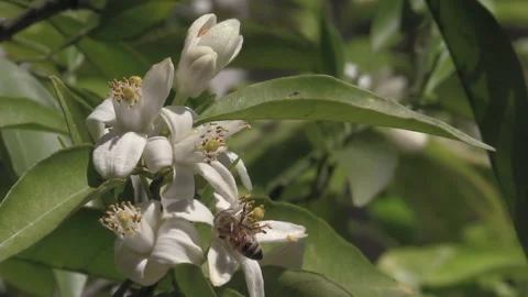 A bee lands on an orange blossom in spring, collects pollen, and then fly away. Stock Footage 169026896