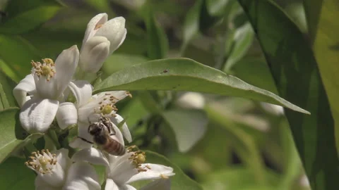 A bee lands on an orange blossom in spring, collects pollen, and then fly away. Stock Footage 169026960