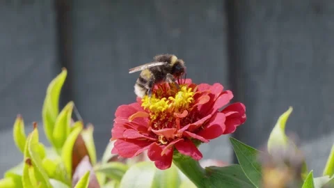 Bee lands softly on vibrant red zinnia bloom. It gathers nectar, wings steady Stock Footage 345255238