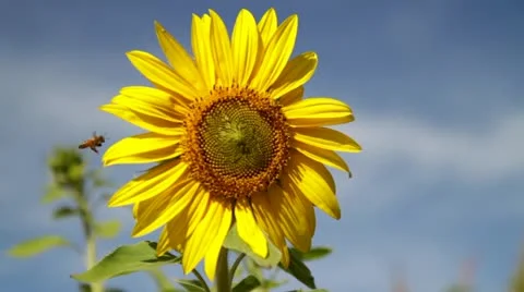 Bee lands on Sunflower Stock Footage 12448925