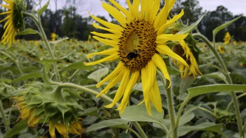 Bee lands on sunflower Stock Footage 200799297