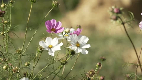 A bee lands on a white flower to collect nectar and pollen 스톡 동영상 219797372