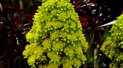 Bee Lands on Yellow Flower Stock Footage 35223632
