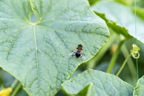 A bee on a large green leaf , nature background Stock Photos