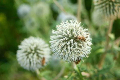 A bee on a large thistle flower Stock Photos