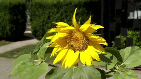 Bee on large yellow sunflower Stock Footage 157408739