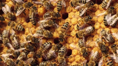 Bee Larvae and Eggs. Capped worker brood, Sealed Brood. Reproduction of Honey Stock Footage 170749760