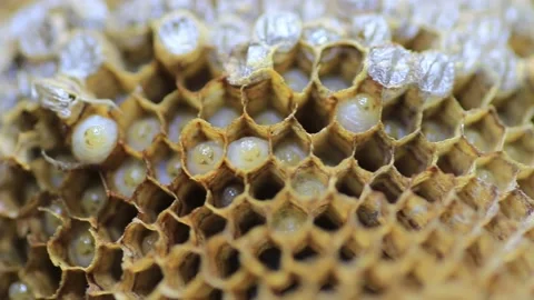Bee larvae  Stock Footage 208236768