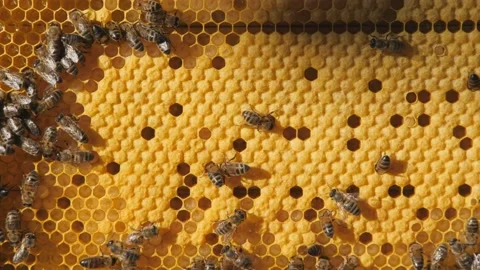 Bee larvae in the honeycomb, insect seeding. Swarm of bees working on a Stock Footage 137460620