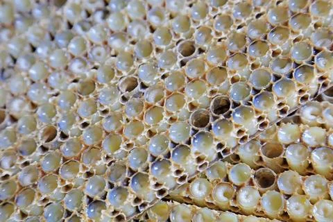 Bee larvae in the nest Stock Photos