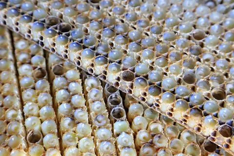 Bee larvae in the nest Stock Photos