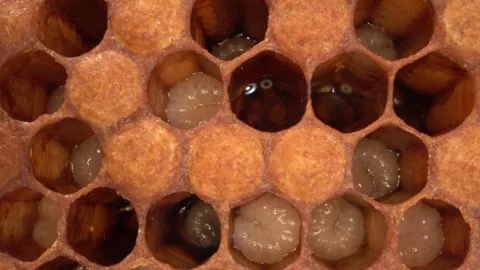 Bee larvae in open cells, preparing for pupation, and capped cells macro Stock Footage 274622547