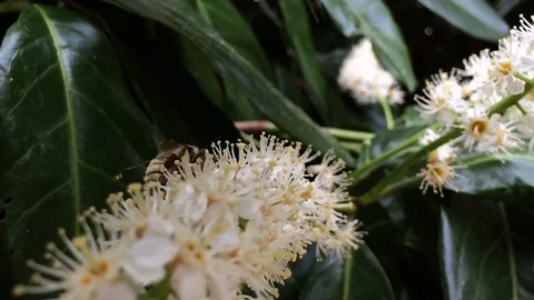 Bee on Laurel Flower in Slow Motion Stockbeeldmateriaal 111831166