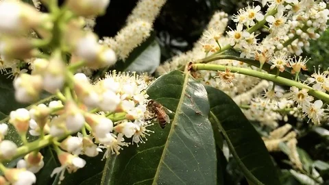 Bee on Laurel Flower in Slow Motion Vidéo 111831290