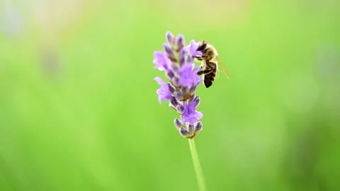 Bee on a lavander flower Stock Footage 132774447