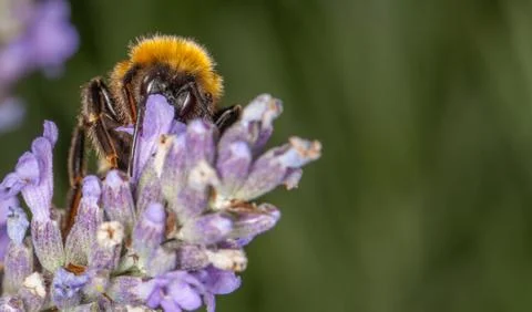 Bee on lavander Stock Photos