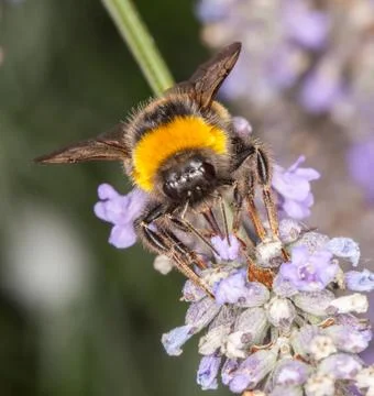 Bee on lavander Stock Photos