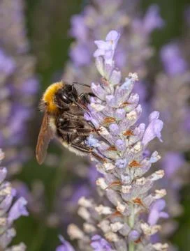 Bee on lavander Stock Photos