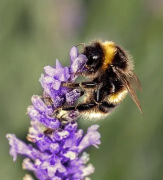 Bee on lavander Stock Photos