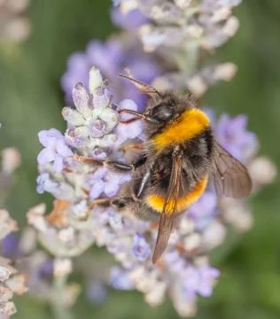 Bee on lavander Stock Photos