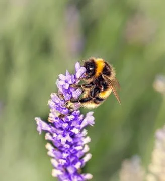 Bee on lavander Stock Photos