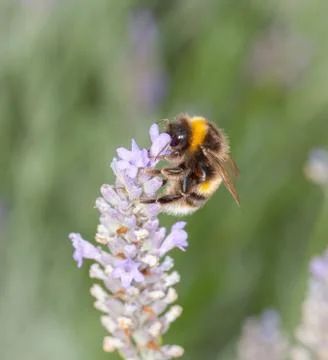 Bee on lavander Stock Photos
