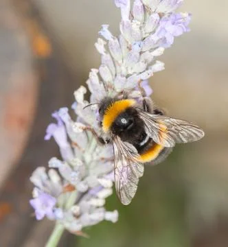 Bee on Lavander Stock Photos