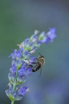 Bee on a lavander Stock Photos