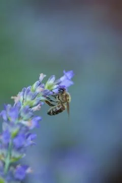 Bee on a lavander Stockfoto's
