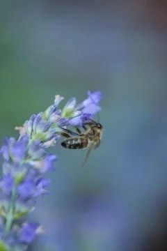 Bee on a lavander Photos