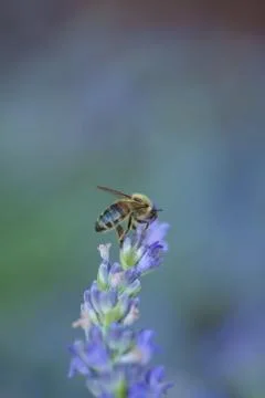 Bee on a lavander Fotos Stock