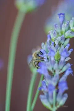 Bee on a lavander Photos